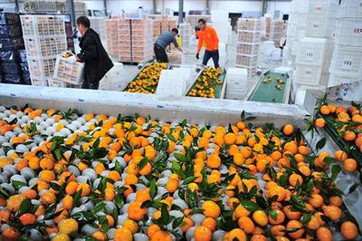 品质优良味正甘——“宜昌蜜桔”大量进入北京新发地市场销售